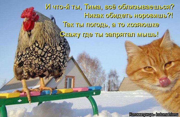 И что-й ты, Тима, всё облизываешься? Никак обидеть норовишь?! Так ты погодь, а то хозяюшке Скажу где ... Котоматрица: И что-й ты, Тима, всё облизываешься? Никак обидеть норовишь?! Так ты погодь, а то хозяюшке Скажу где ты запрятал мышь!