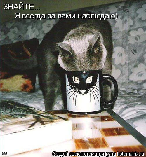 ЗНАЙТЕ... Я всегда за вами наблюдаю)... Котоматрица: ЗНАЙТЕ... Я всегда за вами наблюдаю)