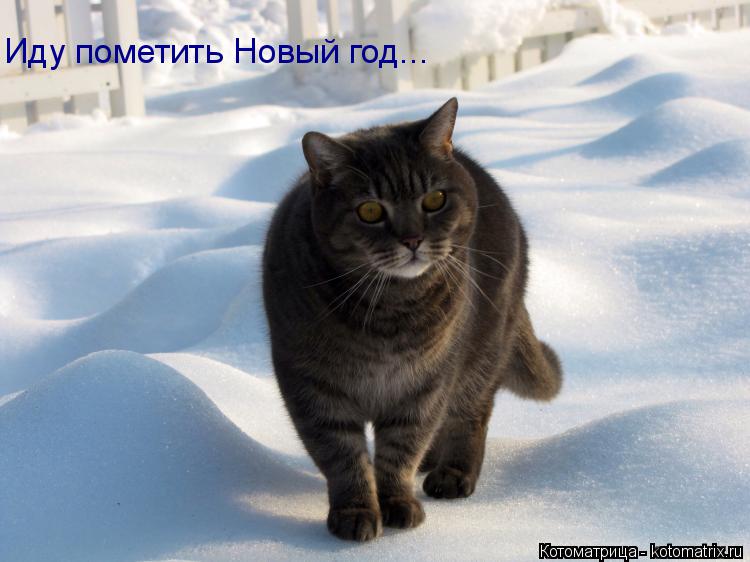 Котоматрица: Иду пометить Новый год...