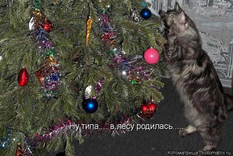 Ну типа.... в лесу родилась........ Котоматрица: Ну типа.... в лесу родилась.....
