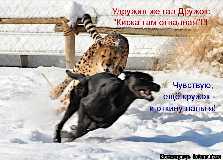 Удружил же гад Дружок: "Киска там отпадная"!!! Чувствую, ещё кружок - и откину лапы я!... Котоматрица: Удружил же гад Дружок: "Киска там отпадная"!!! Чувствую, ещё кружок - и откину лапы я!