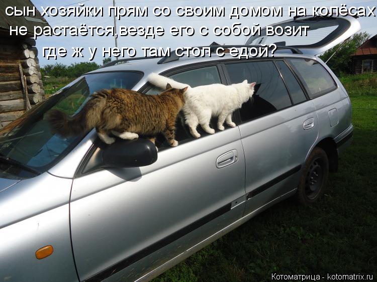 Котоматрица: сын хозяйки прям со своим домом на колёсах  не растаётся,везде его с собой возит где ж у него там стол с едой?