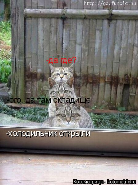 -холодильник открыли -ого, да там складище -да где?... Котоматрица: -холодильник открыли -ого, да там складище -да где?