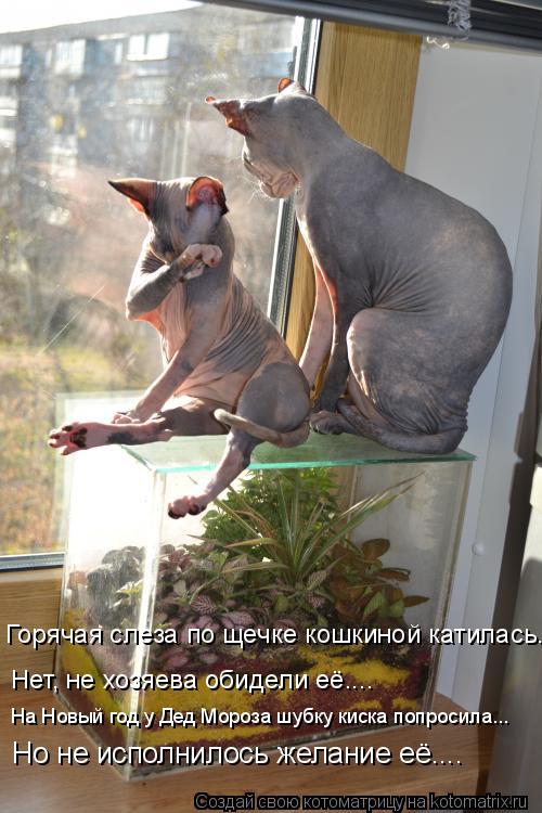 Горячая слеза по щечке кошкиной катилась.... Нет, не хозяева обидели её.... На Новый год у Дед Мороза... Котоматрица: Горячая слеза по щечке кошкиной катилась.... Нет, не хозяева обидели её.... На Новый год у Дед Мороза шубку киска попросила... Но не исполнилось