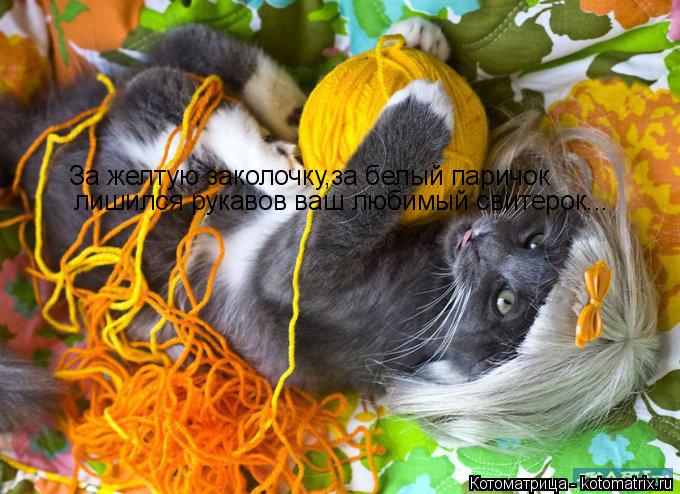 Котоматрица: За желтую заколочку,за белый паричок  лишился рукавов ваш любимый свитерок...