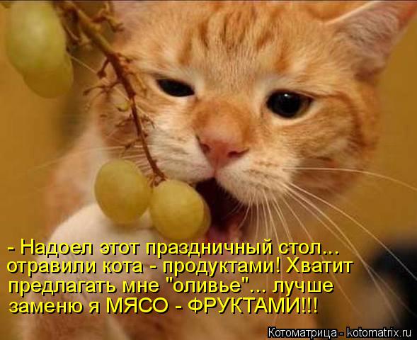 Котоматрица: - Надоел этот праздничный стол... отравили кота - продуктами! Хватит предлагать мне "оливье"... лучше заменю я МЯСО - ФРУКТАМИ!!!