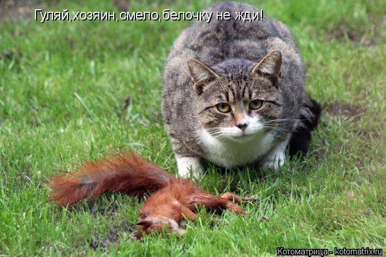 Гуляй,хозяин,смело,белочку не жди!... Котоматрица: Гуляй,хозяин,смело,белочку не жди!