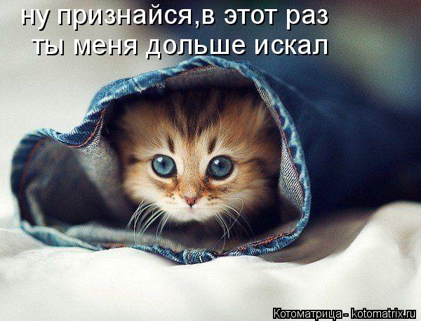 Котоматрица: ну признайся,в этот раз ты меня дольше искал