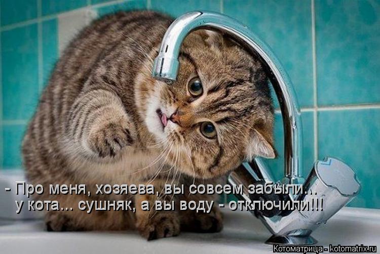 - Про меня, хозяева, вы совсем забыли... у кота... сушняк, а вы воду - отключили!!! у кота... сушняк,... Котоматрица: - Про меня, хозяева, вы совсем забыли... у кота... сушняк, а вы воду - отключили!!! у кота... сушняк, а вы воду - отключили!!! - Про меня, хозяева, вы сов