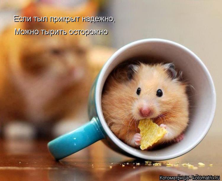 Если тыл прикрыт надежно, Можно тырить осторожно... Котоматрица: Если тыл прикрыт надежно, Можно тырить осторожно