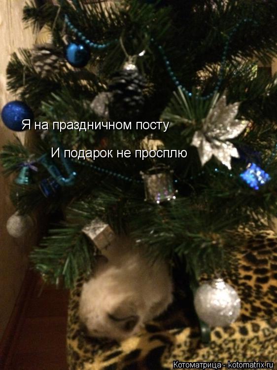 Я на праздничном посту И подарок не просплю... Котоматрица: Я на праздничном посту И подарок не просплю