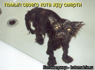 Котоматрица: помыл своего кота жду смерти