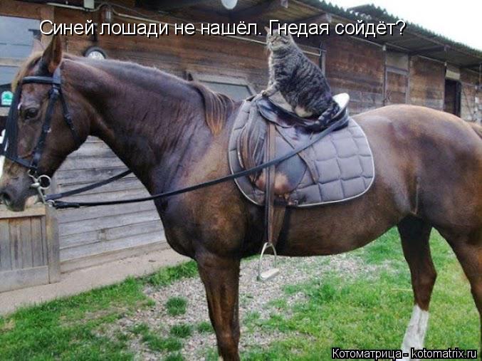 Синей лошади не нашёл. Гнедая сойдёт?... Котоматрица: Синей лошади не нашёл. Гнедая сойдёт?