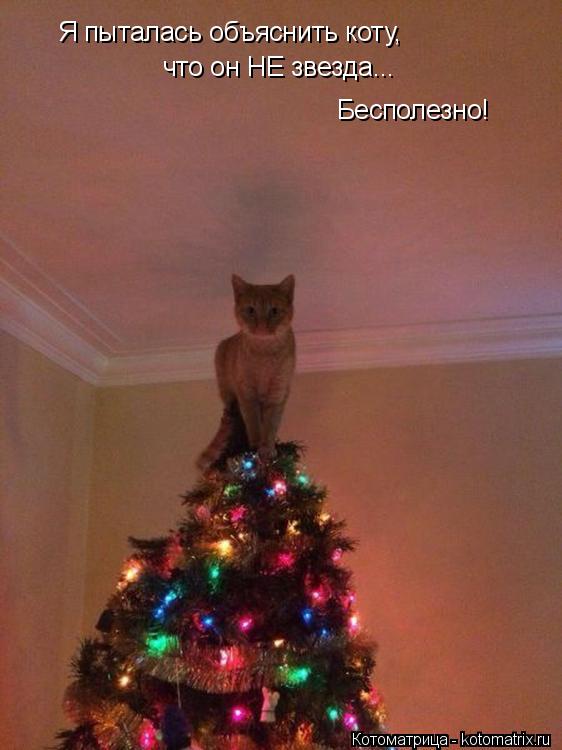 Котоматрица: Я пыталась объяснить коту, что он НЕ звезда... Бесполезно!