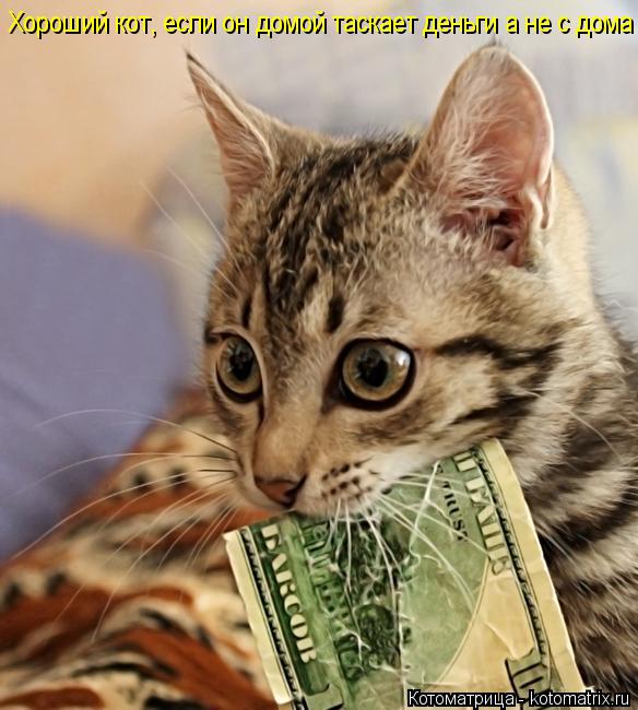 Котоматрица: Хороший кот, если он домой таскает деньги а не с дома