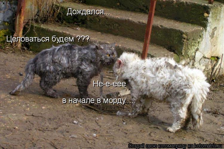 Дождался... Целоваться будем ??? Не-е-еее в начале в морду........ Котоматрица: Дождался... Целоваться будем ??? Не-е-еее в начале в морду.....