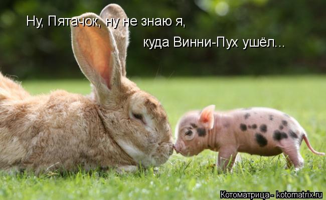Ну, Пятачок, ну не знаю я, куда Винни-Пух ушёл...... Котоматрица: Ну, Пятачок, ну не знаю я, куда Винни-Пух ушёл...