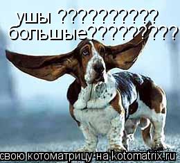 ушы ?????????? большые???????????????... Котоматрица: ушы ?????????? большые???????????????
