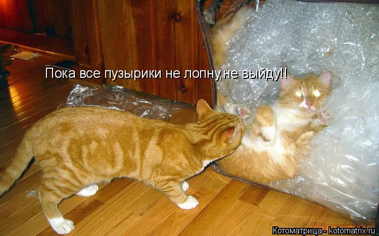 Котоматрица: Пока все пузырики не лопну,не выйду!!