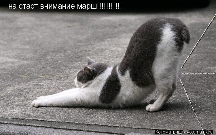 Котоматрица: на старт внимание марш!!!!!!!!!!! -------------------------- -------------------------- -------------