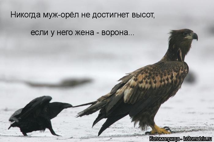 Котоматрица: Никогда муж-орёл не достигнет высот,  если у него жена - ворона...