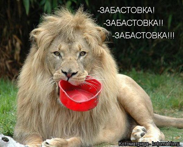 Котоматрица: -ЗАБАСТОВКА! -ЗАБАСТОВКА!! -ЗАБАСТОВКА!!!