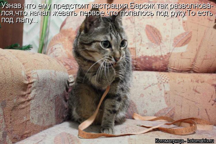 Котоматрица: Узнав,что ему предстоит кастрация,Барсик так разволнова- лся,что начал жевать первое.что попалось под руку.То есть под лапу...