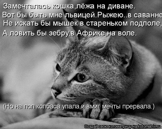 Котоматрица: Замечталась кошка,лёжа на диване. Вот бы быть мне львицей.Рыжею..в саванне. Не искать бы мышек в стареньком подполе, А ловить бы зебру,в Африк