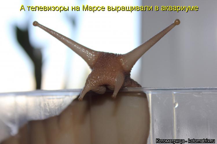 А телевизоры на Марсе выращивали в аквариуме... Котоматрица: А телевизоры на Марсе выращивали в аквариуме