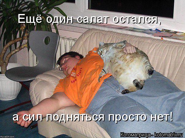 Ещё один салат остался, а сил подняться просто нет!... Котоматрица: Ещё один салат остался, а сил подняться просто нет!