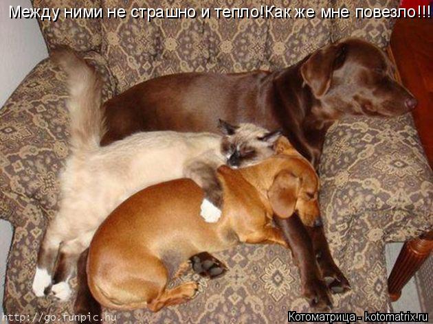 Между ними не страшно и тепло!Как же мне повезло!!!...... Котоматрица: Между ними не страшно и тепло!Как же мне повезло!!!...