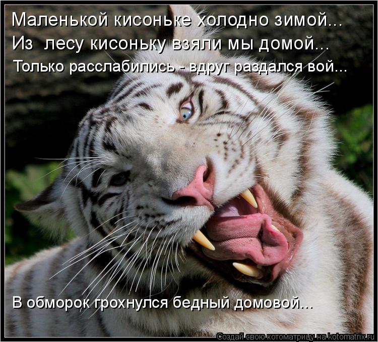 Маленькой кисоньке холодно зимой... Из лесу кисоньку взяли мы домой... Только расслабились - вдруг р... Котоматрица: Маленькой кисоньке холодно зимой... Из лесу кисоньку взяли мы домой... Только расслабились - вдруг раздался вой... В обморок грохнулся бедный