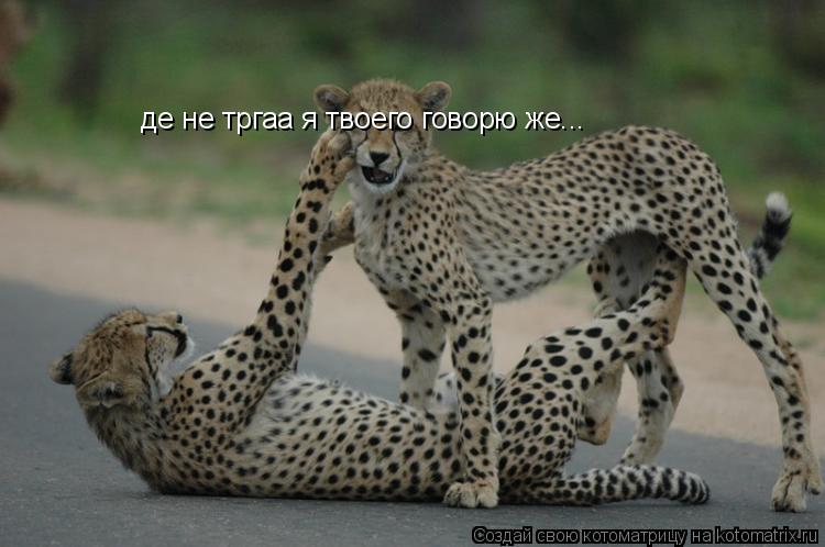Котоматрица: де не тргаа я твоего говорю же...