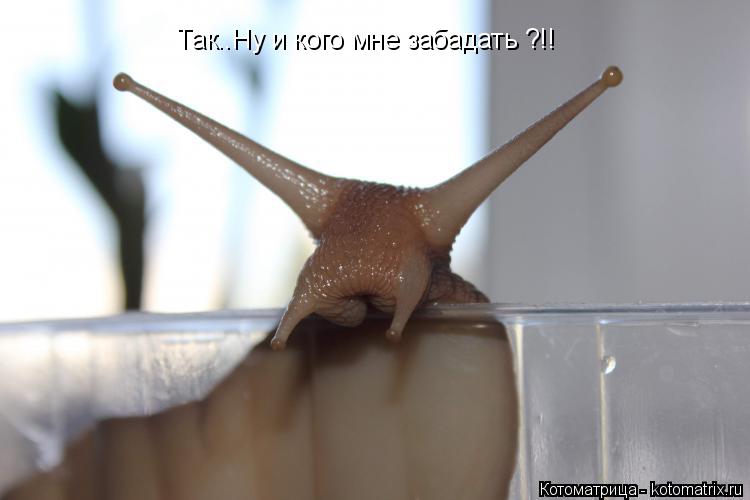 Так..Ну и кого мне забадать ?!!... Котоматрица: Так..Ну и кого мне забадать ?!!