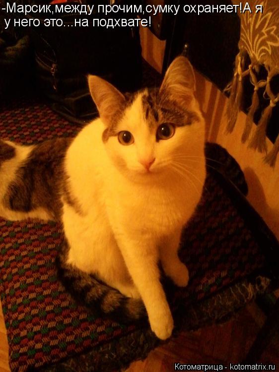 Котоматрица: -Марсик,между прочим,сумку охраняет!А я у него это...на подхвате!
