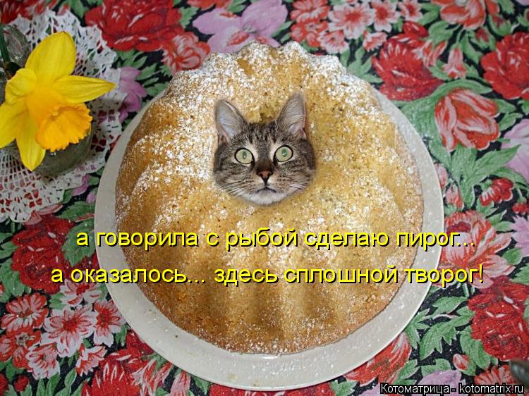 Котоматрица: а говорила с рыбой сделаю пирог... а оказалось... здесь сплошной творог!