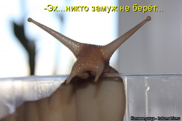 -Эх...никто замуж не берёт...... Котоматрица: -Эх...никто замуж не берёт...