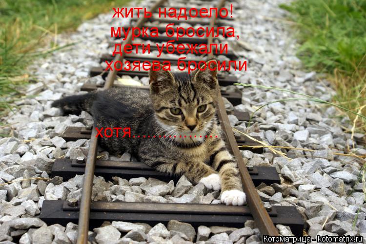 Котоматрица: жить надоело! мурка бросила, дети убежали хозяева бросили хотя.................