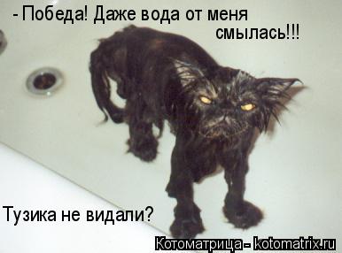 Котоматрица: - Победа! Даже вода от меня  смылась!!! Тузика не видали?