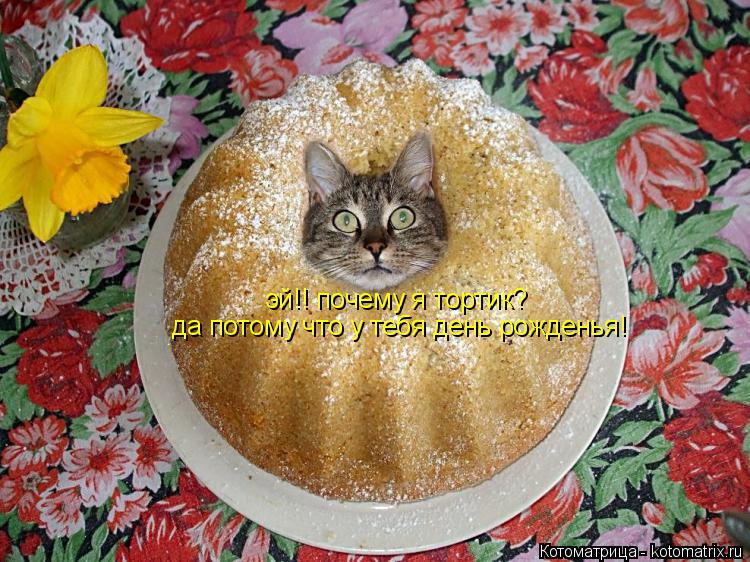 эй!! почему я тортик? да потому что у тебя день рожденья!... Котоматрица: эй!! почему я тортик? да потому что у тебя день рожденья!