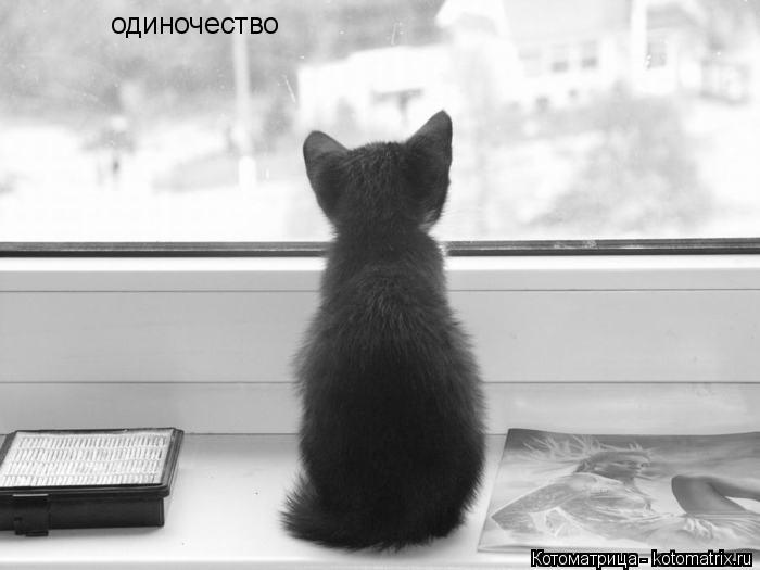 Котоматрица: одиночество