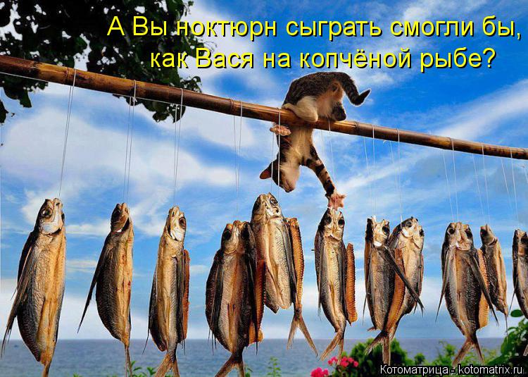 А Вы ноктюрн сыграть смогли бы, как Вася на копчёной рыбе?... Котоматрица: А Вы ноктюрн сыграть смогли бы, как Вася на копчёной рыбе?