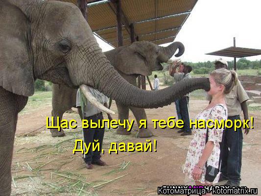 Щас вылечу я тебе насморк! Дуй, давай!... Котоматрица: Щас вылечу я тебе насморк! Дуй, давай!