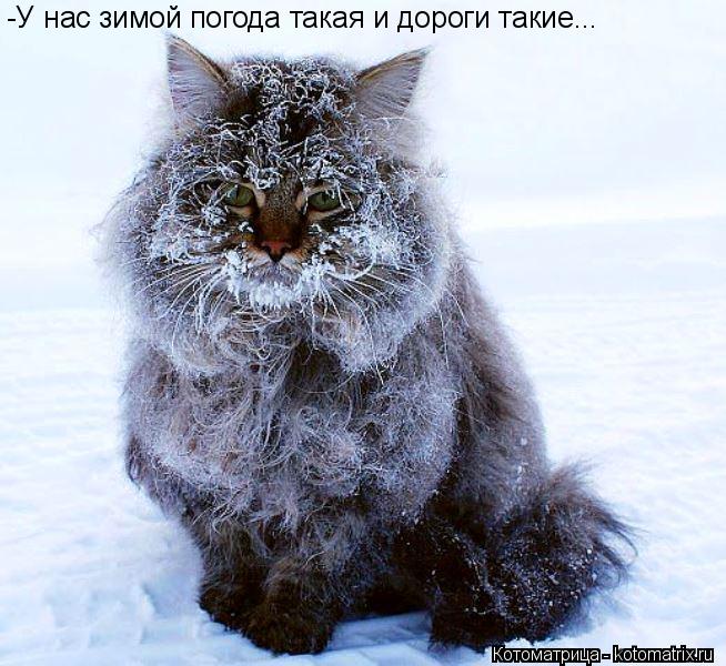 Котоматрица: -У нас зимой погода такая и дороги такие...