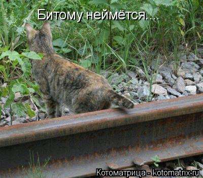 Битому неймётся....... Котоматрица: Битому неймётся....