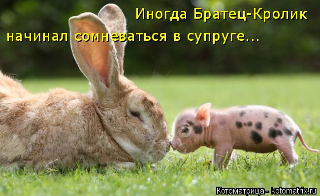 Котоматрица: Иногда Братец-Кролик  начинал сомневаться в супруге...