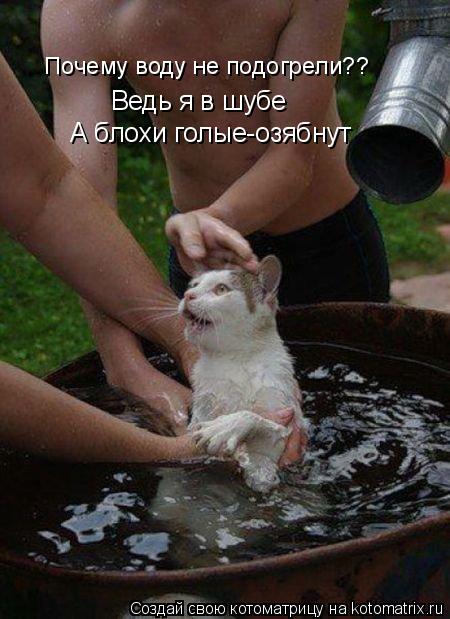 Котоматрица: Почему воду не подогрели?? Ведь я в шубе А блохи голые-озябнут