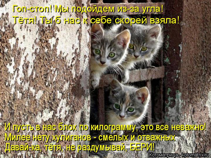 Гоп-стоп! Мы подойдем из-за угла! Тётя! Ты б нас к себе скорей взяла! И пусть в нас блох по килограмм... Котоматрица: Гоп-стоп! Мы подойдем из-за угла! Тётя! Ты б нас к себе скорей взяла! И пусть в нас блох по килограмму, это все неважно! Милее нету хулиганов - с