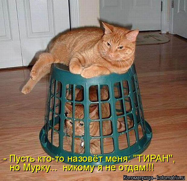 - Пусть кто-то назовёт меня: "ТИРАН", но Мурку... никому я не отдам!!!... Котоматрица: - Пусть кто-то назовёт меня: "ТИРАН", но Мурку... никому я не отдам!!!