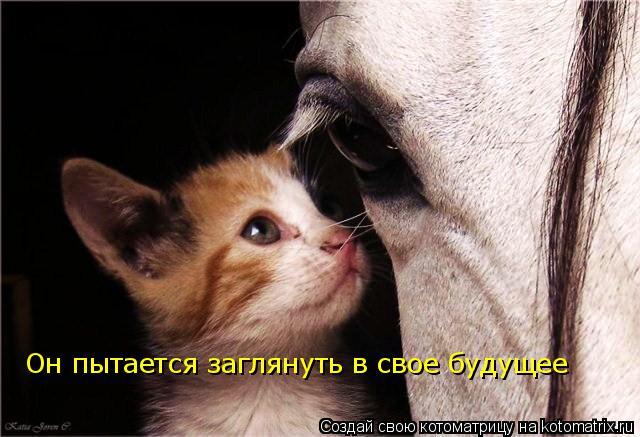Котоматрица: Он пытается заглянуть в свое будущее